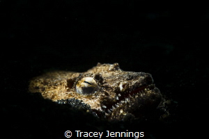 A snake eel - Lembeh by Tracey Jennings 